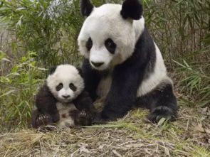 娱乐吃瓜酱熊猫生气,娱乐吃瓜酱揭秘背后真相